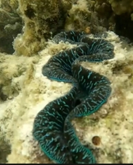 Tridacna