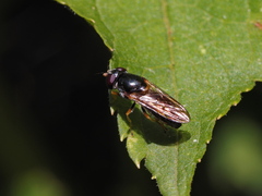 Cheilosia soror