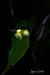 Pleurothallis cardiothallis