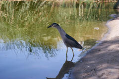 Nycticorax nycticorax