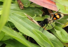 Traumatomutilla inermis