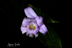 Sobralia violacea
