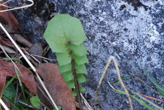 Hyoseris radiata