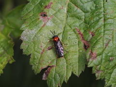 Eutomostethus ephippium