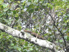 Callosciurus