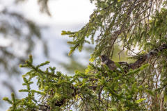 Turdus torquatus