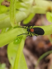 Plecia ruficollis