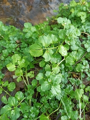 Cardamine amara