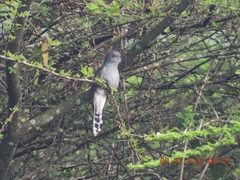 Cacomantis passerinus