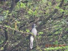 Cacomantis passerinus