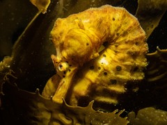 Hippocampus abdominalis