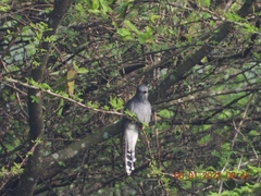 Cacomantis passerinus