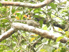 Tamiops mcclellandii