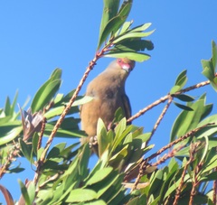 Urocolius indicus indicus