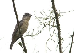 Pachyramphus validus