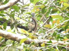 Tamiops mcclellandii