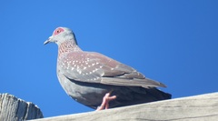 Columba guinea phaeonota