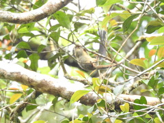 Tamiops mcclellandii