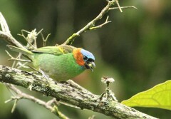 Tangara cyanocephala