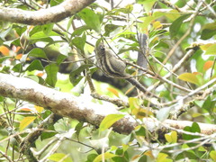 Tamiops mcclellandii