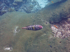 Chlorurus capistratoides