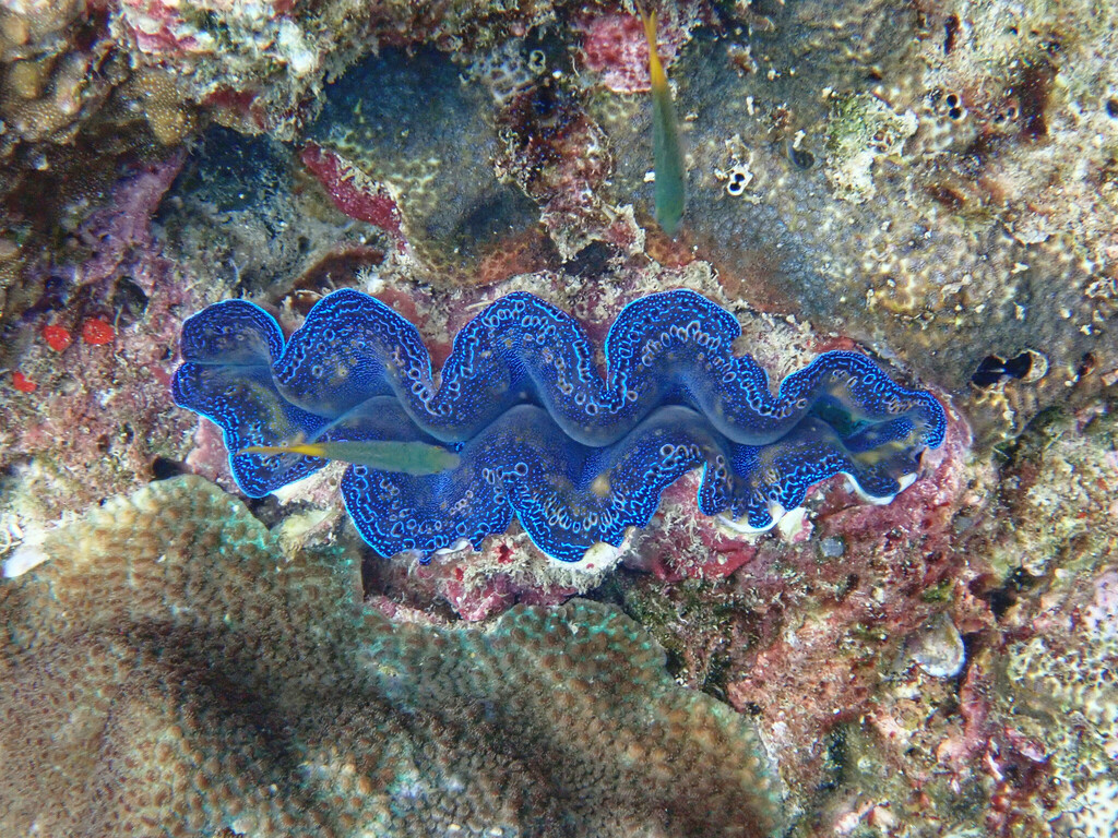 Boring Giant Clam (Tridacna crocea) — recorded at Maya Wall