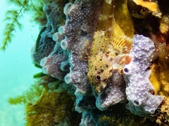Bovichtus angustifrons
