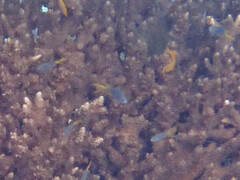 Neopomacentrus sororius