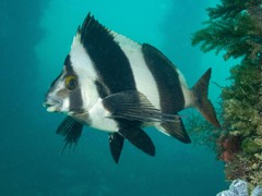 Pseudogoniistius nigripes