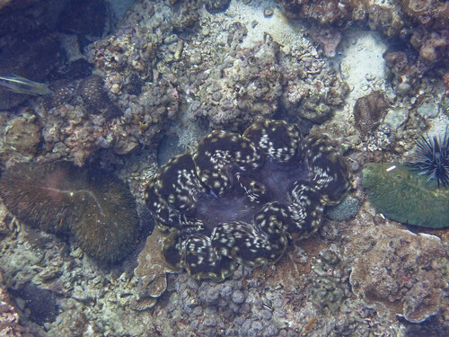 Fluted Giant Clam (Tridacna squamosa)
