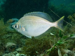 Parequula melbournensis