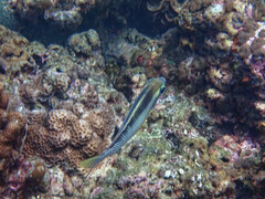 Scolopsis margaritifera