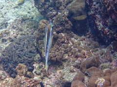 Scolopsis margaritifera