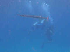 Tylosurus crocodilus