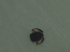 Cardiocondyla