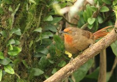 Phacellodomus erythrophthalmus
