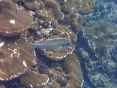 Scolopsis margaritifera