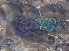 Tridacna maxima