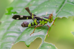 Erianthus versicolor