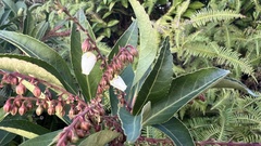 Pieris japonica taiwanensis