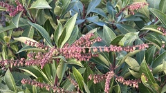 Pieris japonica taiwanensis