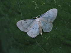 Idaea politaria