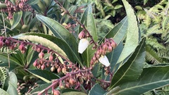 Pieris japonica taiwanensis