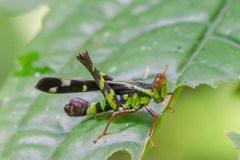 Erianthus versicolor