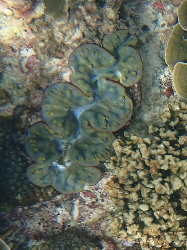Small Giant Clam (Tridacna maxima)