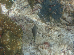 Chaetodon triangulum