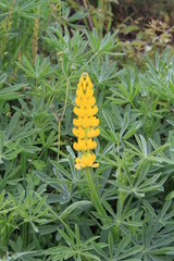 Lupinus luteus