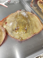Dasyatis hypostigma
