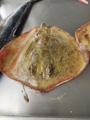 Dasyatis hypostigma