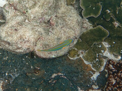 Stethojulis trilineata